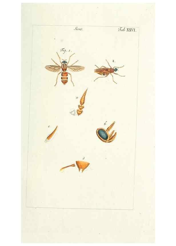Reproducción/Reproduction 49580160061: Genres des mouches diptères représentés en XLII. planches projettées et dessinées. Zuric, Orell :Fueslie et compagnie,1803.. 