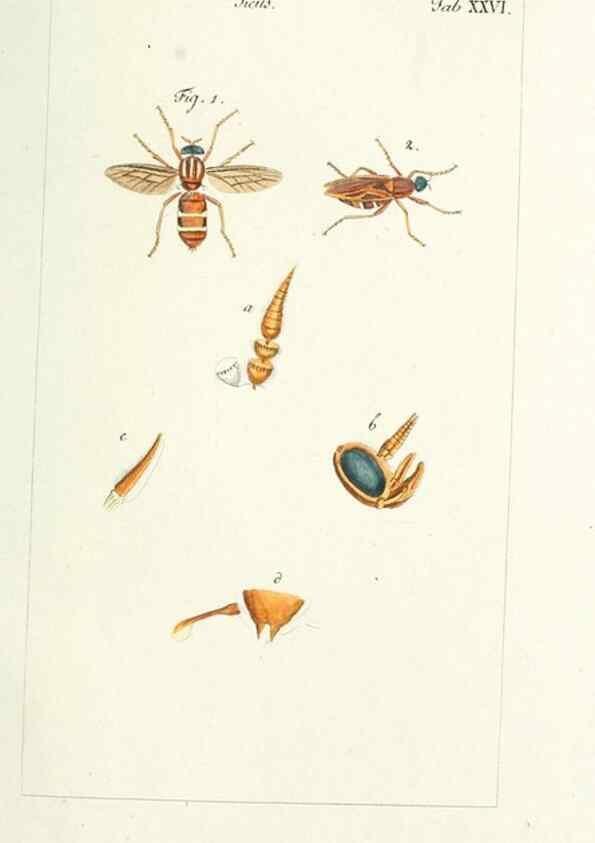 Reproducción/Reproduction 49580160061: Genres des mouches diptères représentés en XLII. planches projettées et dessinées. Zuric, Orell :Fueslie et compagnie,1803.. 