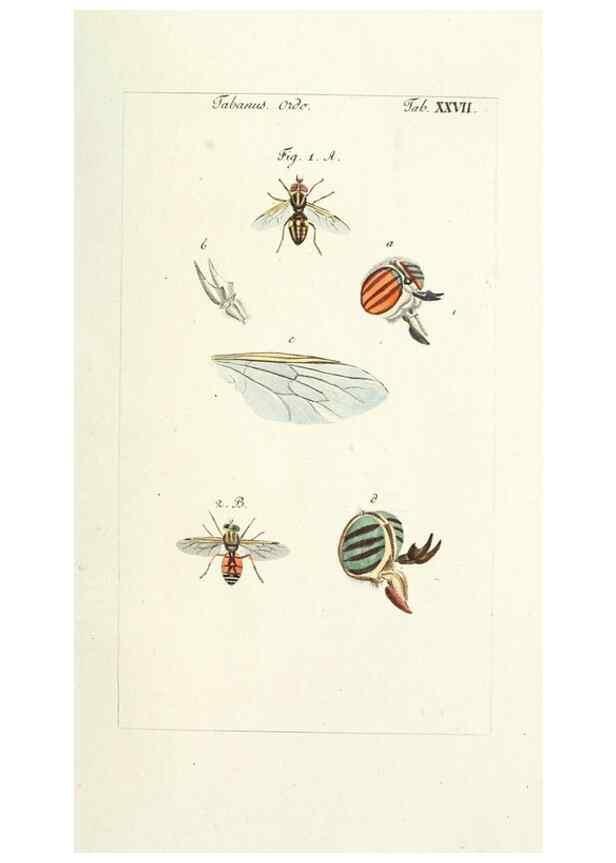 Reproducción/Reproduction 49580388617: Genres des mouches diptères représentés en XLII. planches projettées et dessinées. Zuric, Orell :Fueslie et compagnie,1803.. 