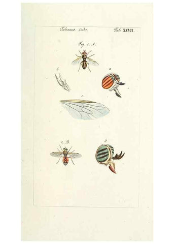 Reproducción/Reproduction 49580388617: Genres des mouches diptères représentés en XLII. planches projettées et dessinées. Zuric, Orell :Fueslie et compagnie,1803.. 
