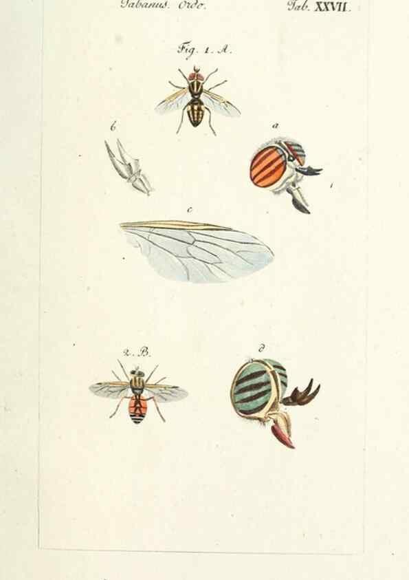 Reproducción/Reproduction 49580388617: Genres des mouches diptères représentés en XLII. planches projettées et dessinées. Zuric, Orell :Fueslie et compagnie,1803.. 