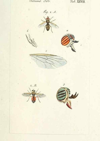 Reproducción/Reproduction 49580388617: Genres des mouches diptères représentés en XLII. planches projettées et dessinées. Zuric, Orell :Fueslie et compagnie,1803.. 