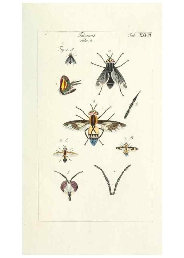 Reproducción/Reproduction 49580388997: Genres des mouches diptères représentés en XLII. planches projettées et dessinées. Zuric, Orell :Fueslie et compagnie,1803.. 