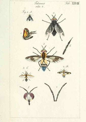 Reproducción/Reproduction 49580388997: Genres des mouches diptères représentés en XLII. planches projettées et dessinées. Zuric, Orell :Fueslie et compagnie,1803.. 