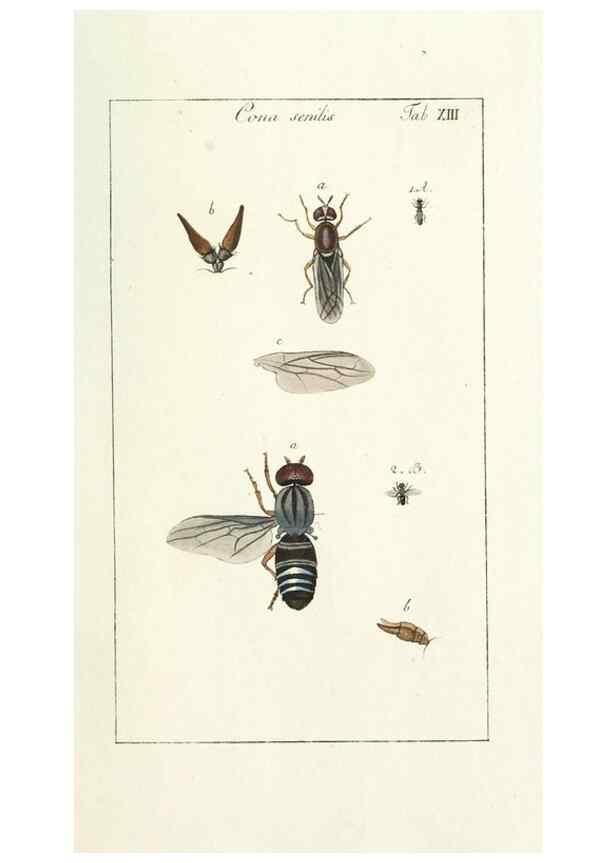 Reproducción/Reproduction 49580383357: Genres des mouches diptères représentés en XLII. planches projettées et dessinées. Zuric, Orell :Fueslie et compagnie,1803.. 