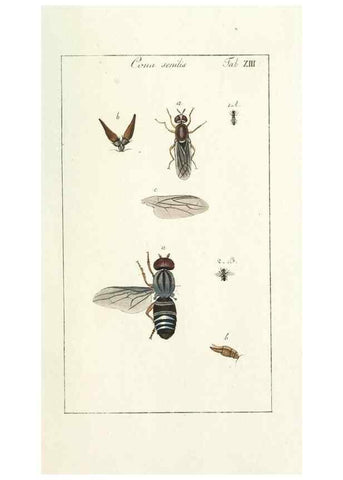 Reproducción/Reproduction 49580383357: Genres des mouches diptères représentés en XLII. planches projettées et dessinées. Zuric, Orell :Fueslie et compagnie,1803.. 