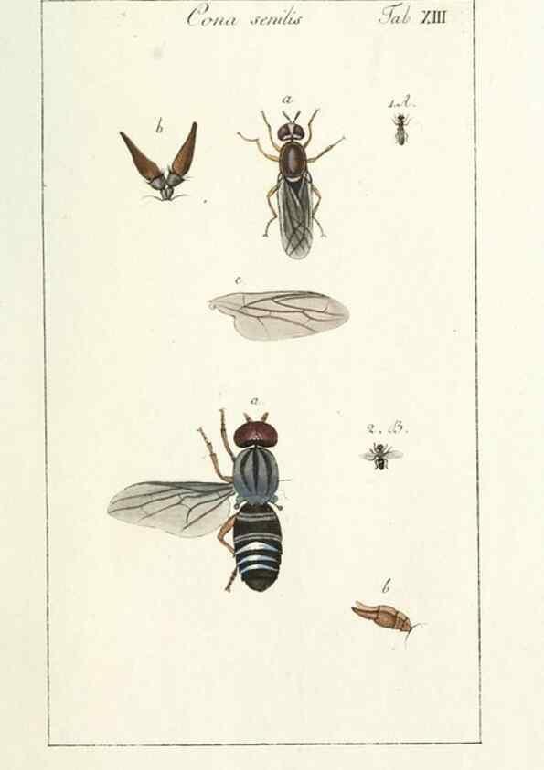 Reproducción/Reproduction 49580383357: Genres des mouches diptères représentés en XLII. planches projettées et dessinées. Zuric, Orell :Fueslie et compagnie,1803.. 