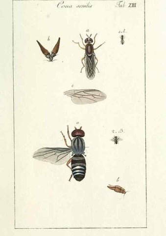 Reproducción/Reproduction 49580383357: Genres des mouches diptères représentés en XLII. planches projettées et dessinées. Zuric, Orell :Fueslie et compagnie,1803.. 