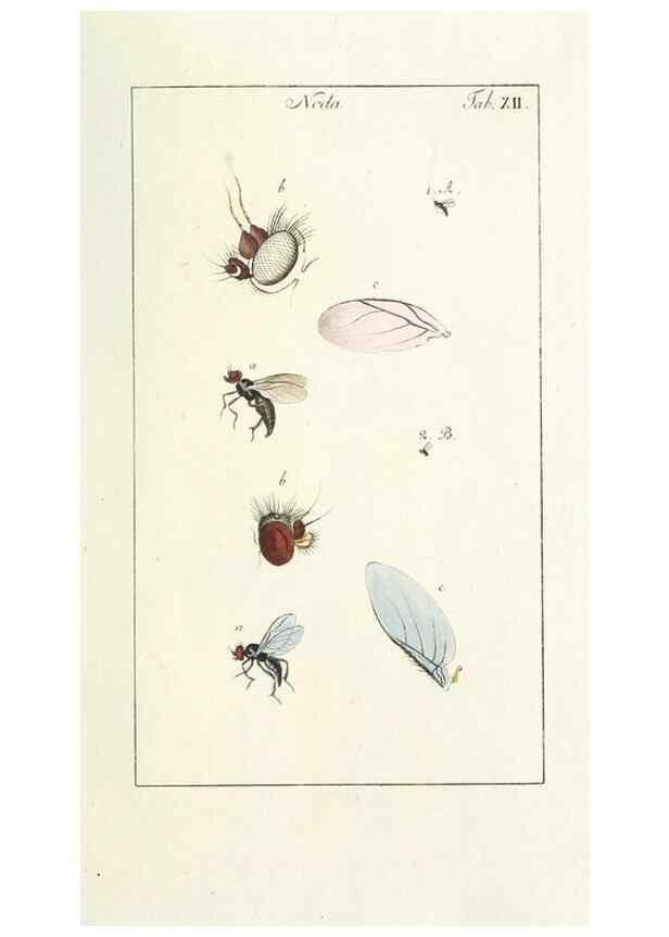 Reproducción/Reproduction 49579655338: Genres des mouches diptères représentés en XLII. planches projettées et dessinées. Zuric, Orell :Fueslie et compagnie,1803.. 