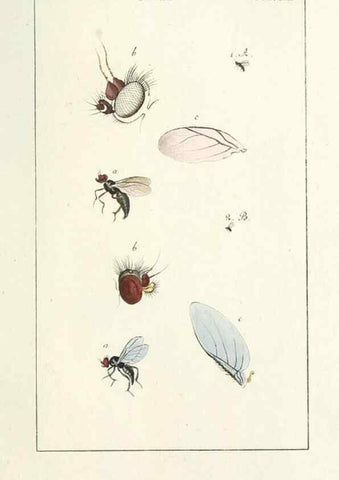 Reproducción/Reproduction 49579655338: Genres des mouches diptères représentés en XLII. planches projettées et dessinées. Zuric, Orell :Fueslie et compagnie,1803.. 