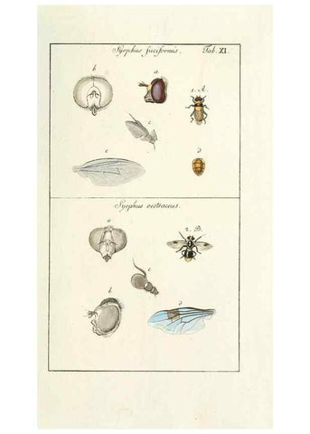 Reproducción/Reproduction 49579654968: Genres des mouches diptères représentés en XLII. planches projettées et dessinées. Zuric, Orell :Fueslie et compagnie,1803.. 