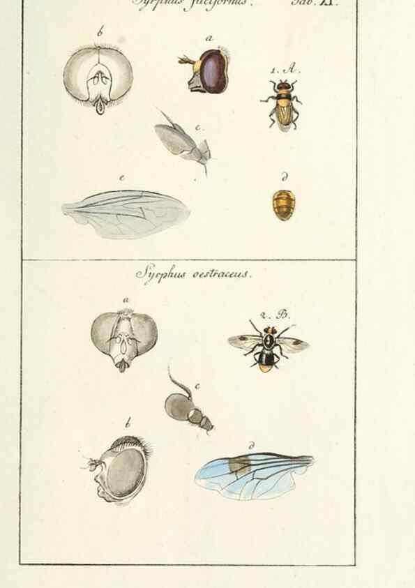 Reproducción/Reproduction 49579654968: Genres des mouches diptères représentés en XLII. planches projettées et dessinées. Zuric, Orell :Fueslie et compagnie,1803.. 