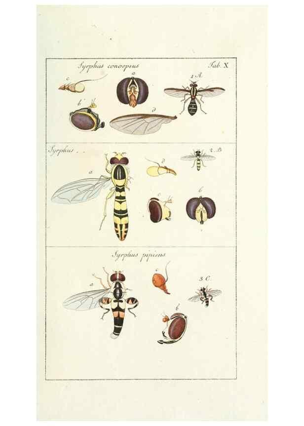 Reproducción/Reproduction 49579654608: Genres des mouches diptères représentés en XLII. planches projettées et dessinées. Zuric, Orell :Fueslie et compagnie,1803.. 