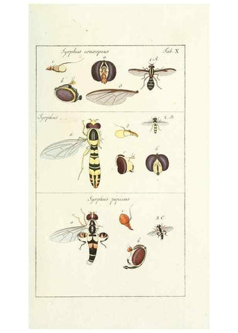 Reproducción/Reproduction 49579654608: Genres des mouches diptères représentés en XLII. planches projettées et dessinées. Zuric, Orell :Fueslie et compagnie,1803.. 