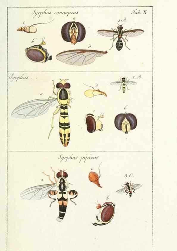 Reproducción/Reproduction 49579654608: Genres des mouches diptères représentés en XLII. planches projettées et dessinées. Zuric, Orell :Fueslie et compagnie,1803.. 