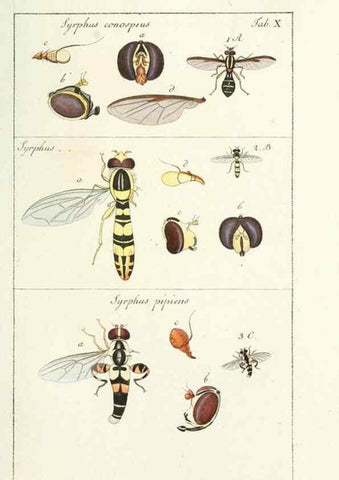 Reproducción/Reproduction 49579654608: Genres des mouches diptères représentés en XLII. planches projettées et dessinées. Zuric, Orell :Fueslie et compagnie,1803.. 
