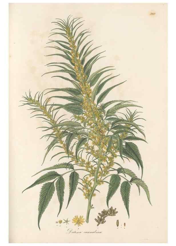 Reproducción/Reproduction 49580331762: Flora Graeca, sive, Plantarum rariorum historia, quas in provinciis aut insulis Graeciae /. Londini :Typis Richardi Taylor et socii, in Vico Shoe-Lane :MDCCCVI-MDCCCXL [1806-1840].. 