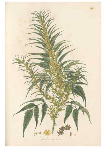 Reproducción/Reproduction 49580331762: Flora Graeca, sive, Plantarum rariorum historia, quas in provinciis aut insulis Graeciae /. Londini :Typis Richardi Taylor et socii, in Vico Shoe-Lane :MDCCCVI-MDCCCXL [1806-1840].. 