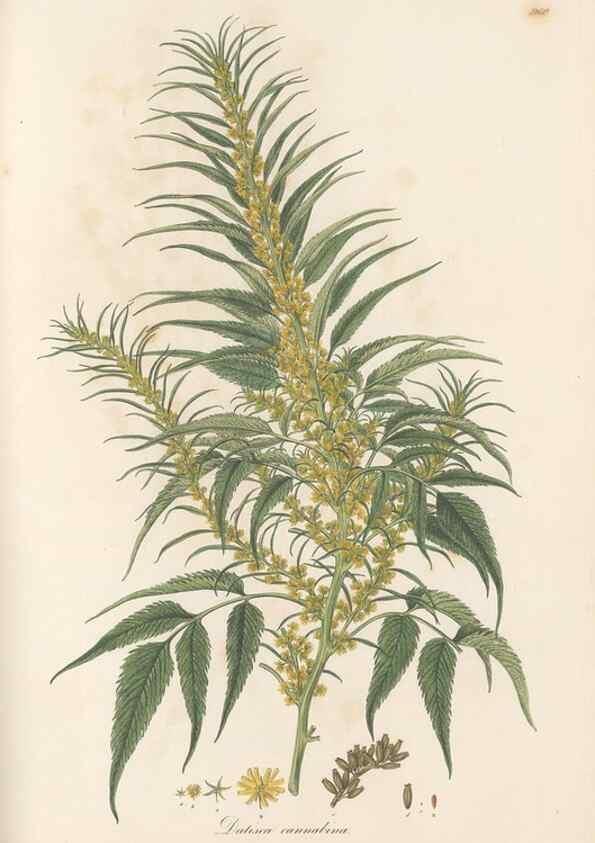 Reproducción/Reproduction 49580331762: Flora Graeca, sive, Plantarum rariorum historia, quas in provinciis aut insulis Graeciae /. Londini :Typis Richardi Taylor et socii, in Vico Shoe-Lane :MDCCCVI-MDCCCXL [1806-1840].. 