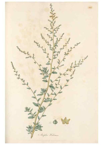 Reproducción/Reproduction 49580105721: Flora Graeca, sive, Plantarum rariorum historia, quas in provinciis aut insulis Graeciae /. Londini :Typis Richardi Taylor et socii, in Vico Shoe-Lane :MDCCCVI-MDCCCXL [1806-1840].. 