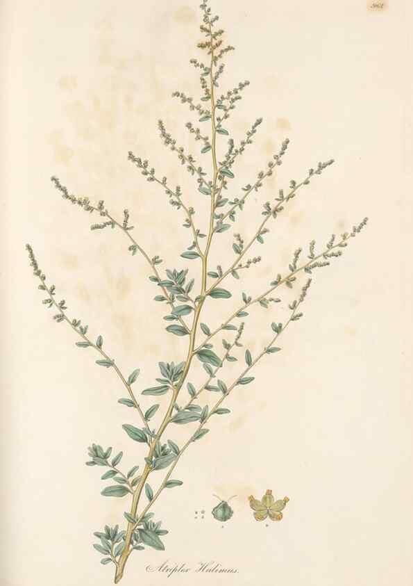 Reproducción/Reproduction 49580105721: Flora Graeca, sive, Plantarum rariorum historia, quas in provinciis aut insulis Graeciae /. Londini :Typis Richardi Taylor et socii, in Vico Shoe-Lane :MDCCCVI-MDCCCXL [1806-1840].. 