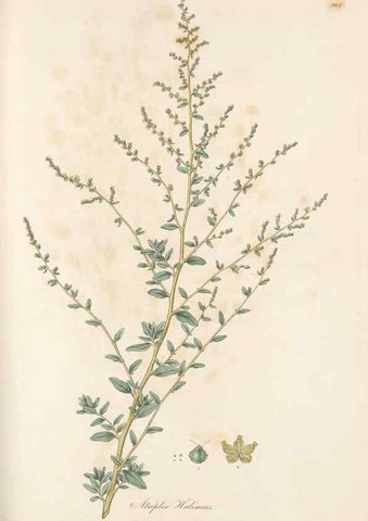 Reproducción/Reproduction 49580105721: Flora Graeca, sive, Plantarum rariorum historia, quas in provinciis aut insulis Graeciae /. Londini :Typis Richardi Taylor et socii, in Vico Shoe-Lane :MDCCCVI-MDCCCXL [1806-1840].. 