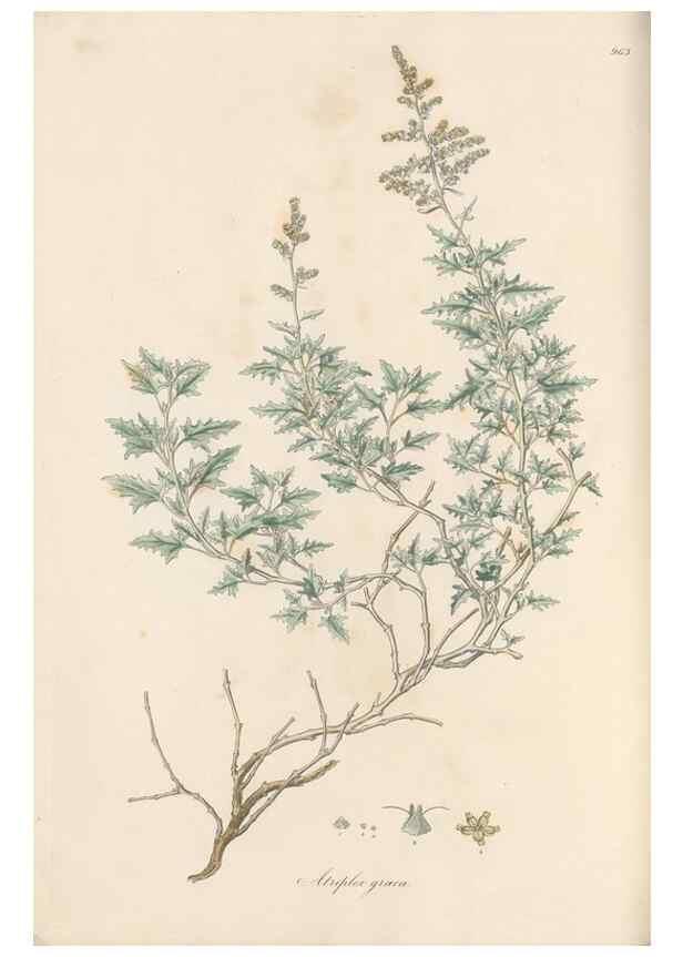 Reproducción/Reproduction 49579605593: Flora Graeca, sive, Plantarum rariorum historia, quas in provinciis aut insulis Graeciae /. Londini :Typis Richardi Taylor et socii, in Vico Shoe-Lane :MDCCCVI-MDCCCXL [1806-1840].. 