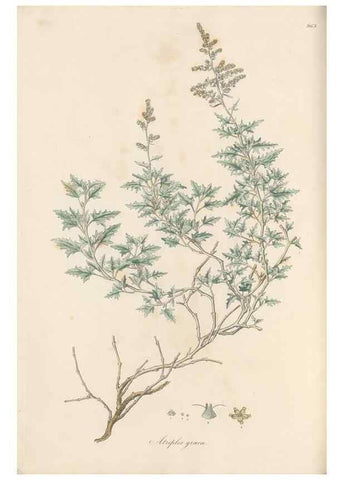 Reproducción/Reproduction 49579605593: Flora Graeca, sive, Plantarum rariorum historia, quas in provinciis aut insulis Graeciae /. Londini :Typis Richardi Taylor et socii, in Vico Shoe-Lane :MDCCCVI-MDCCCXL [1806-1840].. 