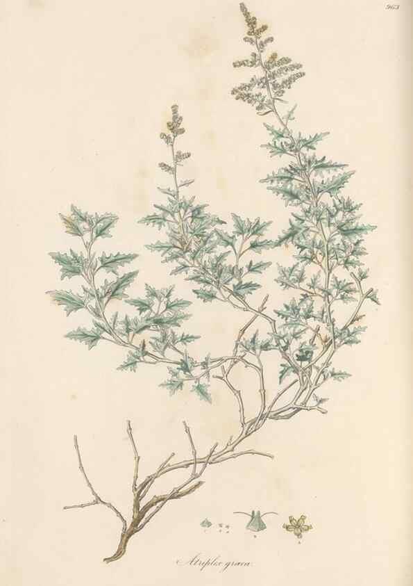 Reproducción/Reproduction 49579605593: Flora Graeca, sive, Plantarum rariorum historia, quas in provinciis aut insulis Graeciae /. Londini :Typis Richardi Taylor et socii, in Vico Shoe-Lane :MDCCCVI-MDCCCXL [1806-1840].. 