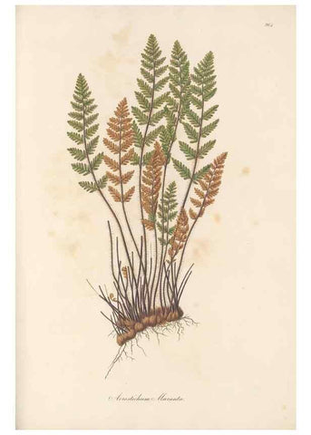 Reproducción/Reproduction 49579605983: Flora Graeca, sive, Plantarum rariorum historia, quas in provinciis aut insulis Graeciae /. Londini :Typis Richardi Taylor et socii, in Vico Shoe-Lane :MDCCCVI-MDCCCXL [1806-1840].. 