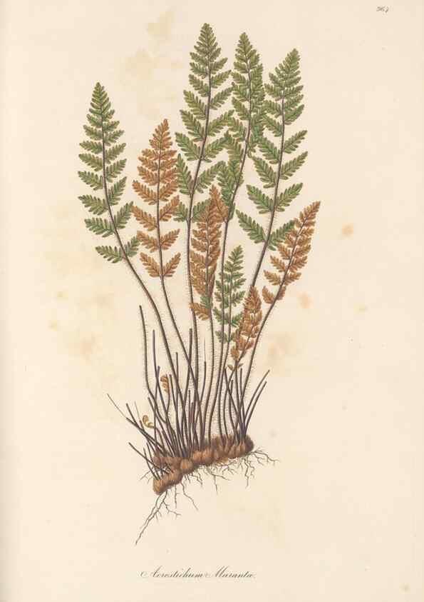 Reproducción/Reproduction 49579605983: Flora Graeca, sive, Plantarum rariorum historia, quas in provinciis aut insulis Graeciae /. Londini :Typis Richardi Taylor et socii, in Vico Shoe-Lane :MDCCCVI-MDCCCXL [1806-1840].. 