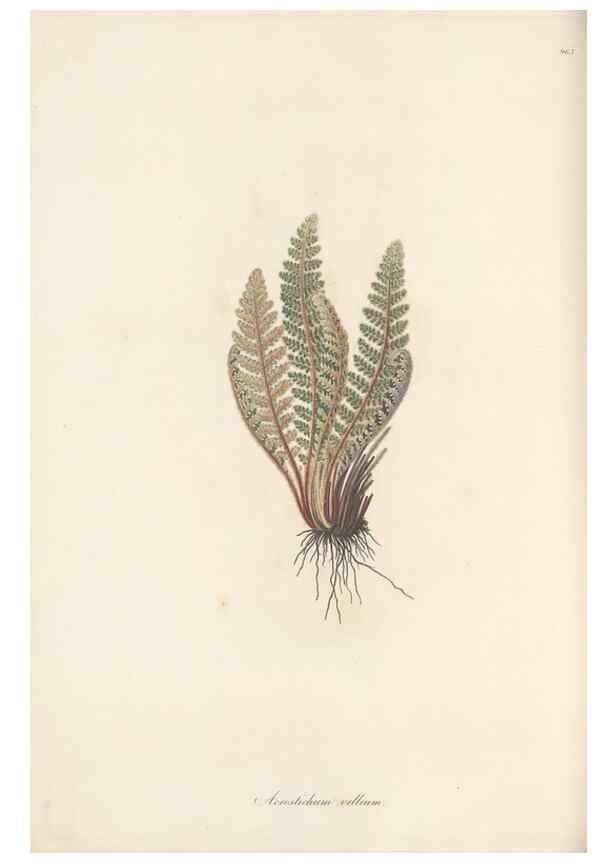 Reproducción/Reproduction 49580106611: Flora Graeca, sive, Plantarum rariorum historia, quas in provinciis aut insulis Graeciae /. Londini :Typis Richardi Taylor et socii, in Vico Shoe-Lane :MDCCCVI-MDCCCXL [1806-1840].. 