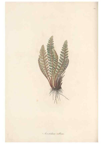 Reproducción/Reproduction 49580106611: Flora Graeca, sive, Plantarum rariorum historia, quas in provinciis aut insulis Graeciae /. Londini :Typis Richardi Taylor et socii, in Vico Shoe-Lane :MDCCCVI-MDCCCXL [1806-1840].. 
