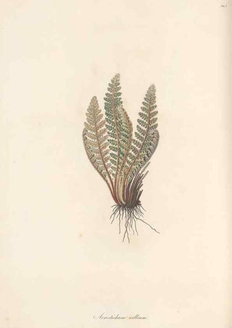 Reproducción/Reproduction 49580106611: Flora Graeca, sive, Plantarum rariorum historia, quas in provinciis aut insulis Graeciae /. Londini :Typis Richardi Taylor et socii, in Vico Shoe-Lane :MDCCCVI-MDCCCXL [1806-1840].. 