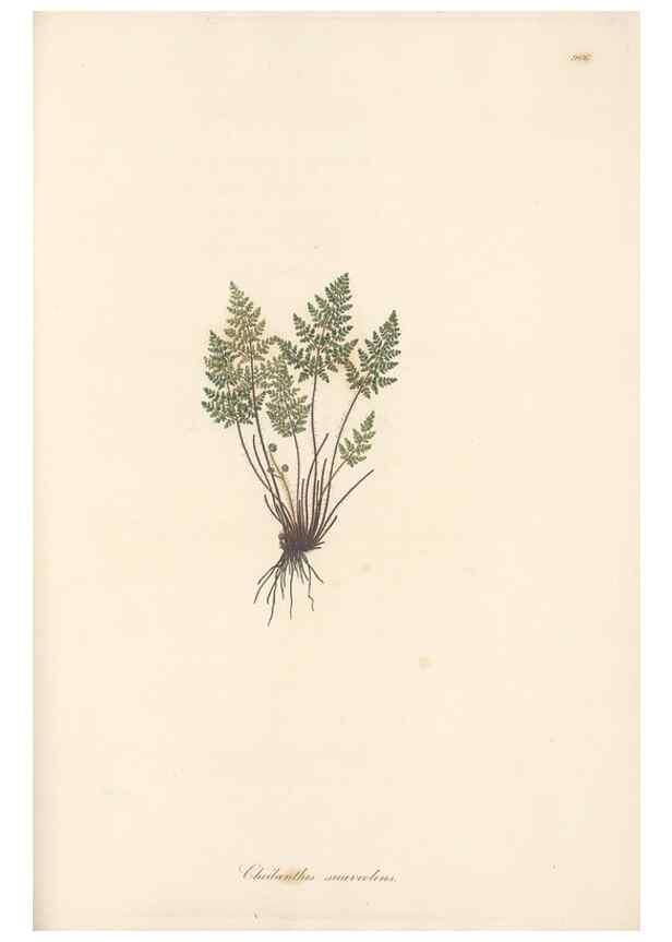 Reproducción/Reproduction 49580333812: Flora Graeca, sive, Plantarum rariorum historia, quas in provinciis aut insulis Graeciae /. Londini :Typis Richardi Taylor et socii, in Vico Shoe-Lane :MDCCCVI-MDCCCXL [1806-1840].. 