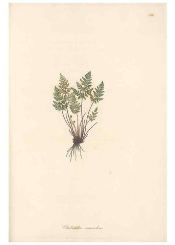Reproducción/Reproduction 49580333812: Flora Graeca, sive, Plantarum rariorum historia, quas in provinciis aut insulis Graeciae /. Londini :Typis Richardi Taylor et socii, in Vico Shoe-Lane :MDCCCVI-MDCCCXL [1806-1840].. 