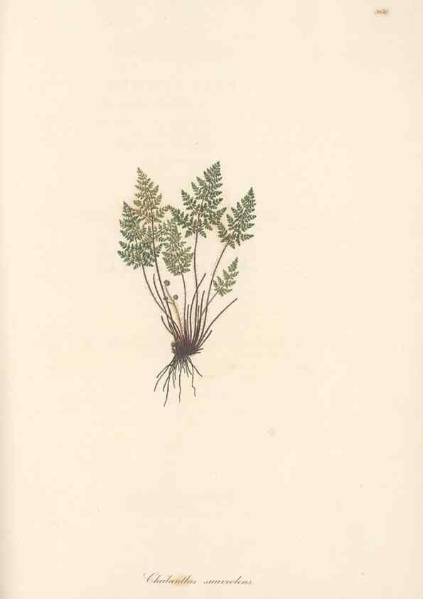 Reproducción/Reproduction 49580333812: Flora Graeca, sive, Plantarum rariorum historia, quas in provinciis aut insulis Graeciae /. Londini :Typis Richardi Taylor et socii, in Vico Shoe-Lane :MDCCCVI-MDCCCXL [1806-1840].. 