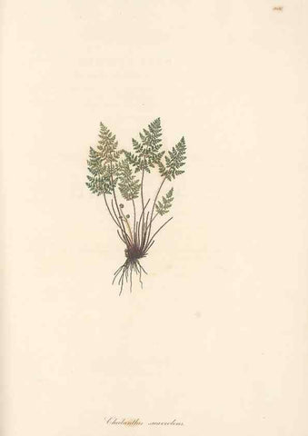 Reproducción/Reproduction 49580333812: Flora Graeca, sive, Plantarum rariorum historia, quas in provinciis aut insulis Graeciae /. Londini :Typis Richardi Taylor et socii, in Vico Shoe-Lane :MDCCCVI-MDCCCXL [1806-1840].. 