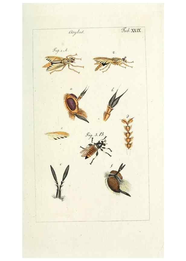 Reproducción/Reproduction 49580161426: Genres des mouches diptères représentés en XLII. planches projettées et dessinées. Zuric, Orell :Fueslie et compagnie,1803.. 