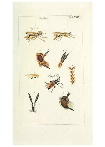 Reproducción/Reproduction 49580161426: Genres des mouches diptères représentés en XLII. planches projettées et dessinées. Zuric, Orell :Fueslie et compagnie,1803.. 