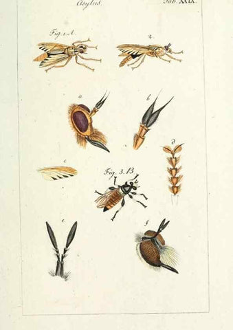 Reproducción/Reproduction 49580161426: Genres des mouches diptères représentés en XLII. planches projettées et dessinées. Zuric, Orell :Fueslie et compagnie,1803.. 