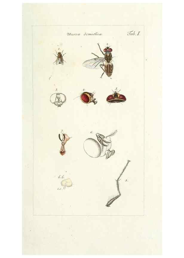 Reproducción/Reproduction 49579650938: Genres des mouches diptères représentés en XLII. planches projettées et dessinées. Zuric, Orell :Fueslie et compagnie,1803.. 