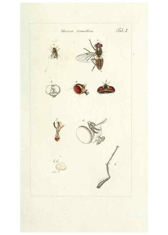 Reproducción/Reproduction 49579650938: Genres des mouches diptères représentés en XLII. planches projettées et dessinées. Zuric, Orell :Fueslie et compagnie,1803.. 
