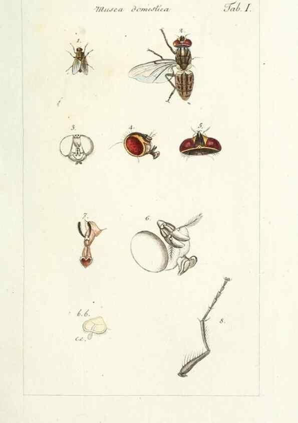 Reproducción/Reproduction 49579650938: Genres des mouches diptères représentés en XLII. planches projettées et dessinées. Zuric, Orell :Fueslie et compagnie,1803.. 