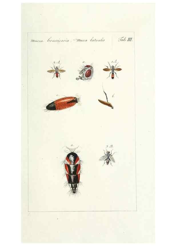 Reproducción/Reproduction 49580379277: Genres des mouches diptères représentés en XLII. planches projettées et dessinées. Zuric, Orell :Fueslie et compagnie,1803.. 
