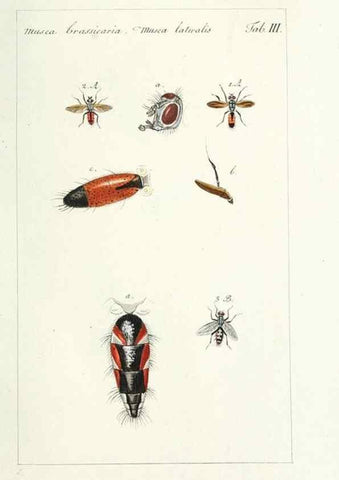 Reproducción/Reproduction 49580379277: Genres des mouches diptères représentés en XLII. planches projettées et dessinées. Zuric, Orell :Fueslie et compagnie,1803.. 