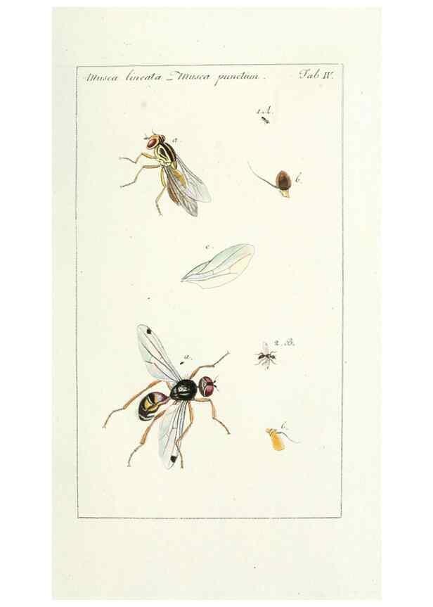 Reproducción/Reproduction 49580379817: Genres des mouches diptères représentés en XLII. planches projettées et dessinées. Zuric, Orell :Fueslie et compagnie,1803.. 