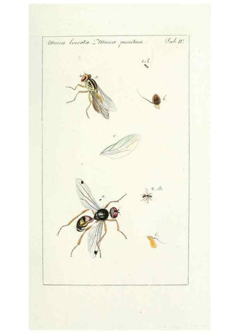 Reproducción/Reproduction 49580379817: Genres des mouches diptères représentés en XLII. planches projettées et dessinées. Zuric, Orell :Fueslie et compagnie,1803.. 