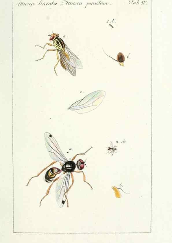 Reproducción/Reproduction 49580379817: Genres des mouches diptères représentés en XLII. planches projettées et dessinées. Zuric, Orell :Fueslie et compagnie,1803.. 