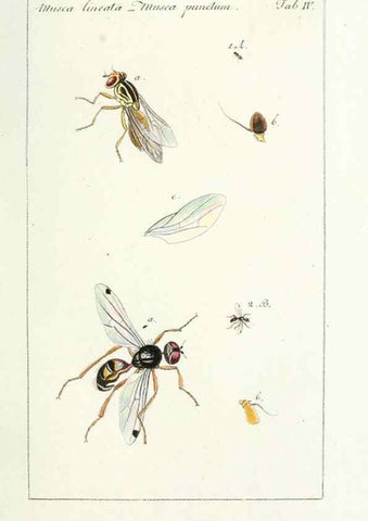 Reproducción/Reproduction 49580379817: Genres des mouches diptères représentés en XLII. planches projettées et dessinées. Zuric, Orell :Fueslie et compagnie,1803.. 